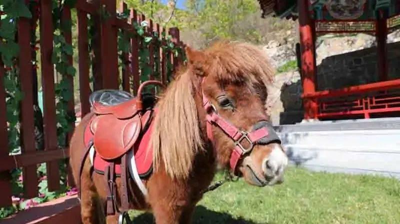 深度融合旅游业，九三食品公司实现经营、品牌双提升